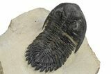 Detailed Hollardops Trilobite - Foum Zguid, Morocco #235673-4